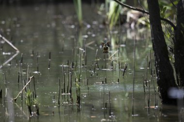 Durgun suyun yakınındaki bir dala tünemiş kuş, sakin bir doğal ortamda yemyeşil bitki örtüsüyle çevrili.
