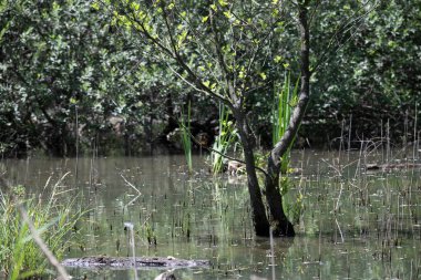 Durgun suyun yakınındaki bir dala tünemiş kuş, sakin bir doğal ortamda yemyeşil bitki örtüsüyle çevrili.