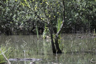 Kaplumbağa güneşli bir öğleden sonra yemyeşil bir gölette güneşleniyor.