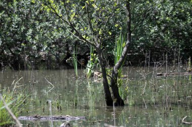 Kaplumbağa güneşli bir öğleden sonra yemyeşil bir gölette güneşleniyor.