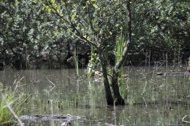 Kaplumbağa güneşli bir öğleden sonra yemyeşil bir gölette güneşleniyor.