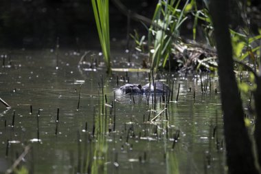 Kaplumbağa güneşli bir öğleden sonra yemyeşil bir gölette güneşleniyor.