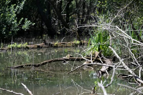 Durgun suyun yakınındaki bir dala tünemiş kuş, sakin bir doğal ortamda yemyeşil bitki örtüsüyle çevrili.