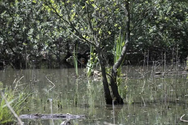 Kaplumbağa güneşli bir öğleden sonra yemyeşil bir gölette güneşleniyor.
