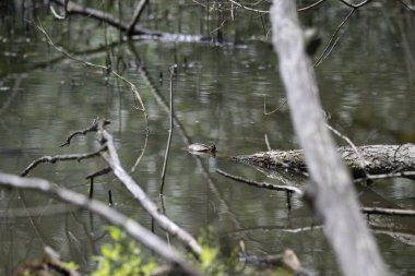 Kaplumbağa güneşli bir öğleden sonra yemyeşil bir gölette güneşleniyor.