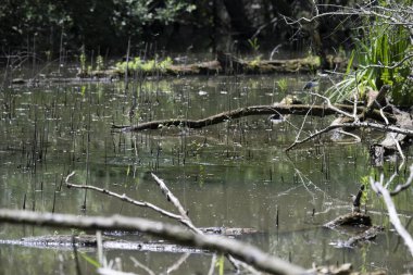 Kaplumbağa güneşli bir öğleden sonra yemyeşil bir gölette güneşleniyor.