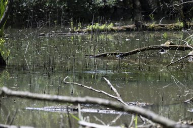 Kaplumbağa güneşli bir öğleden sonra yemyeşil bir gölette güneşleniyor.