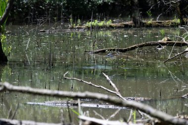 Kaplumbağa güneşli bir öğleden sonra yemyeşil bir gölette güneşleniyor.