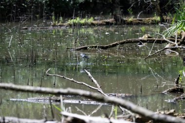 Kaplumbağa güneşli bir öğleden sonra yemyeşil bir gölette güneşleniyor.