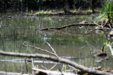 Kaplumbağa güneşli bir öğleden sonra yemyeşil bir gölette güneşleniyor.