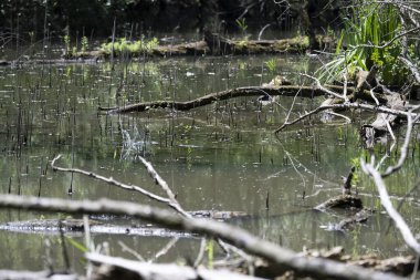 Kaplumbağa güneşli bir öğleden sonra yemyeşil bir gölette güneşleniyor.