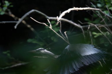 Kaplumbağa güneşli bir öğleden sonra yemyeşil bir gölette güneşleniyor.