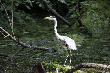 Kaplumbağa güneşli bir öğleden sonra yemyeşil bir gölette güneşleniyor.