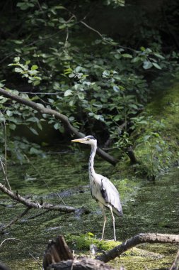 Kaplumbağa güneşli bir öğleden sonra yemyeşil bir gölette güneşleniyor.