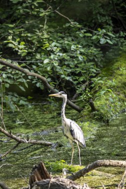 Kaplumbağa güneşli bir öğleden sonra yemyeşil bir gölette güneşleniyor.
