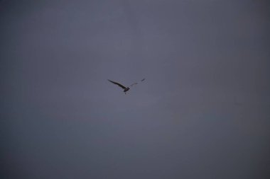 Martı gökyüzünde uçuyor.