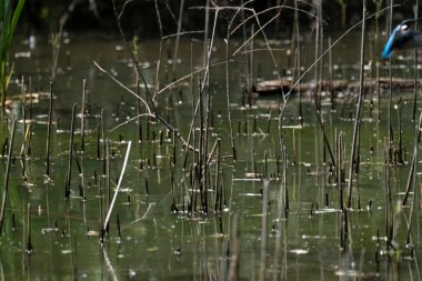 Parlak gün ışığında dingin bir nehrin kenarındaki bir dala tünemiş renkli bir balıkçı.