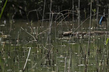Parlak gün ışığında dingin bir nehrin kenarındaki bir dala tünemiş renkli bir balıkçı.