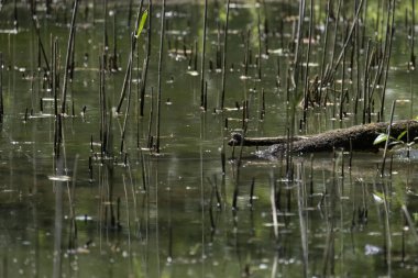 Parlak gün ışığında dingin bir nehrin kenarındaki bir dala tünemiş renkli bir balıkçı.