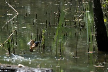 Parlak gün ışığında dingin bir nehrin kenarındaki bir dala tünemiş renkli bir balıkçı.