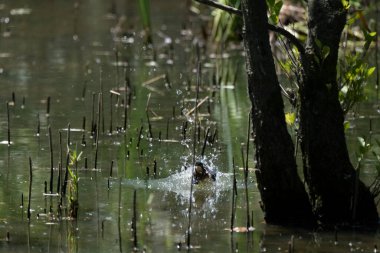 Parlak gün ışığında dingin bir nehrin kenarındaki bir dala tünemiş renkli bir balıkçı.