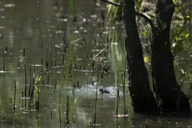Parlak gün ışığında dingin bir nehrin kenarındaki bir dala tünemiş renkli bir balıkçı.