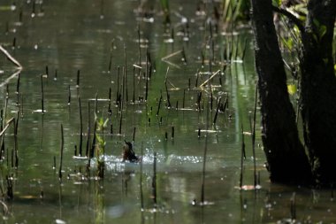 Parlak gün ışığında dingin bir nehrin kenarındaki bir dala tünemiş renkli bir balıkçı.