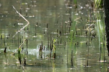 Mavi balıkçı, cycedo at this, brezilya