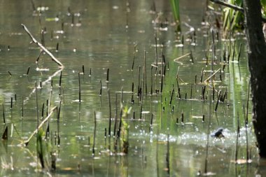 Mavi balıkçı, cycedo at this, brezilya