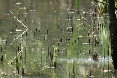 Mavi balıkçı, cycedo at this, brezilya