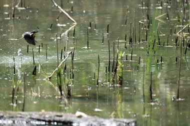 Mavi balıkçı, cycedo at this, brezilya