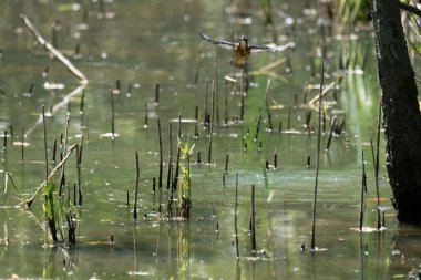 Mavi balıkçı, cycedo at this, brezilya