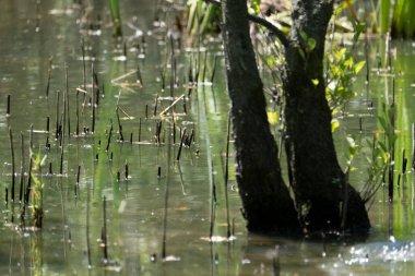 Mavi balıkçı, cycedo at this, brezilya