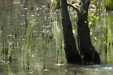 Mavi balıkçı, cycedo at this, brezilya