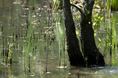Mavi balıkçı, cycedo at this, brezilya