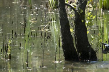 Mavi balıkçı, cycedo at this, brezilya