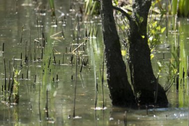 Mavi balıkçı, cycedo at this, brezilya