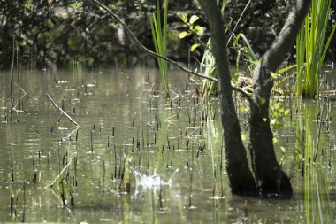 Mavi balıkçı, cycedo at this, brezilya