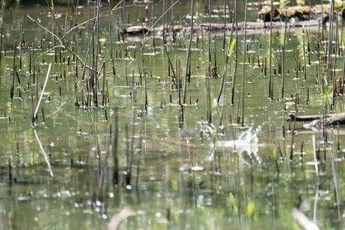 Mavi balıkçı, cycedo at this, brezilya