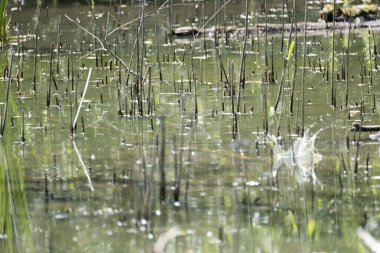 Mavi balıkçı, cycedo at this, brezilya