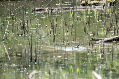 Mavi balıkçı, cycedo at this, brezilya