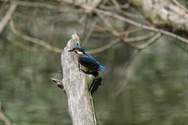 Mavi balıkçı, cycedo at this, brezilya