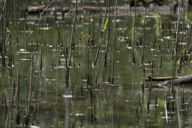 Parlak gün ışığında dingin bir nehrin kenarındaki bir dala tünemiş renkli bir balıkçı.