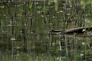 Parlak gün ışığında dingin bir nehrin kenarındaki bir dala tünemiş renkli bir balıkçı.