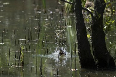 Parlak gün ışığında dingin bir nehrin kenarındaki bir dala tünemiş renkli bir balıkçı.