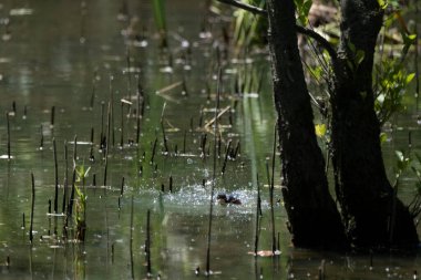 Parlak gün ışığında dingin bir nehrin kenarındaki bir dala tünemiş renkli bir balıkçı.