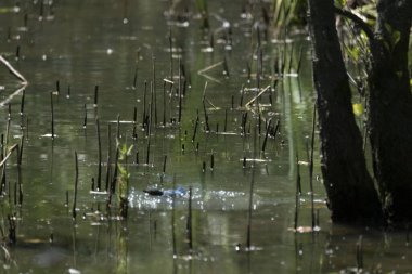Parlak gün ışığında dingin bir nehrin kenarındaki bir dala tünemiş renkli bir balıkçı.