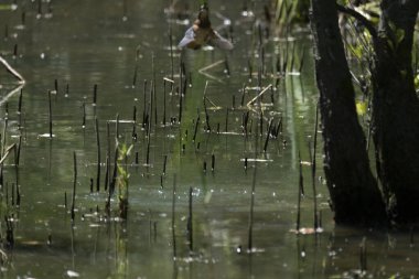 Parlak gün ışığında dingin bir nehrin kenarındaki bir dala tünemiş renkli bir balıkçı.