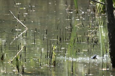 Parlak gün ışığında dingin bir nehrin kenarındaki bir dala tünemiş renkli bir balıkçı.