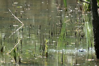 Parlak gün ışığında dingin bir nehrin kenarındaki bir dala tünemiş renkli bir balıkçı.